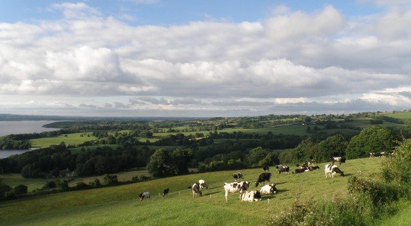 Lough Derg viewpoint with cows of Ireland